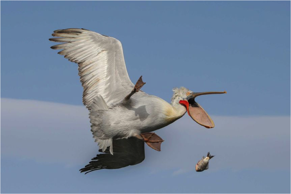 Pelican in flight tying to catch a fish in it's beak